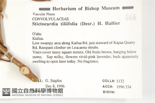 大萼旋花藏品圖，第2張