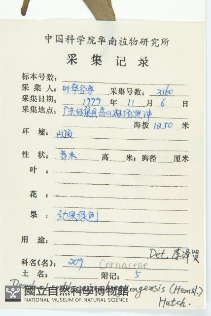 香港四照花藏品圖，第2張