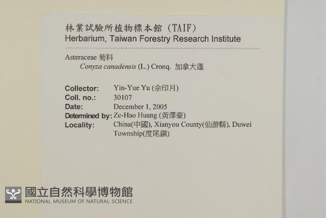 加拿大蓬藏品圖，第2張