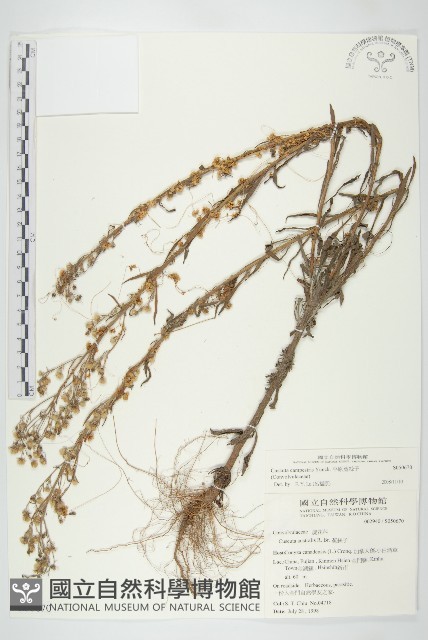 平原菟絲子藏品圖，第4張