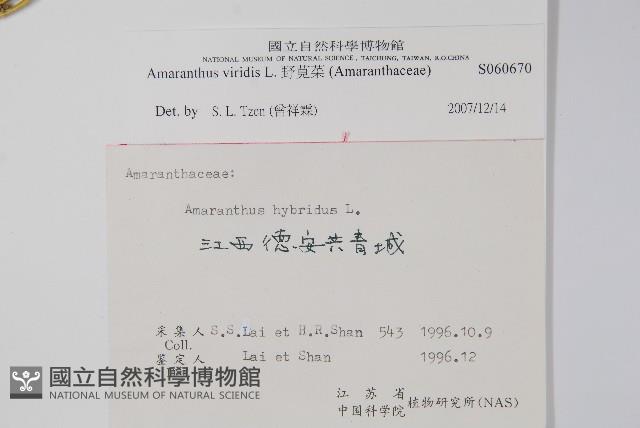 Green amaranth Collection Image, Figure 2, Total 2 Figures