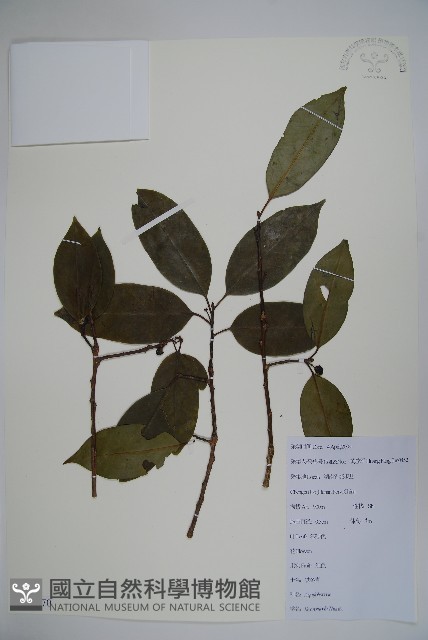 鐵冬青藏品圖，第1張