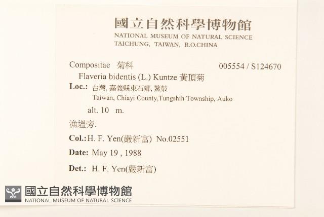 黃頂菊藏品圖，第2張