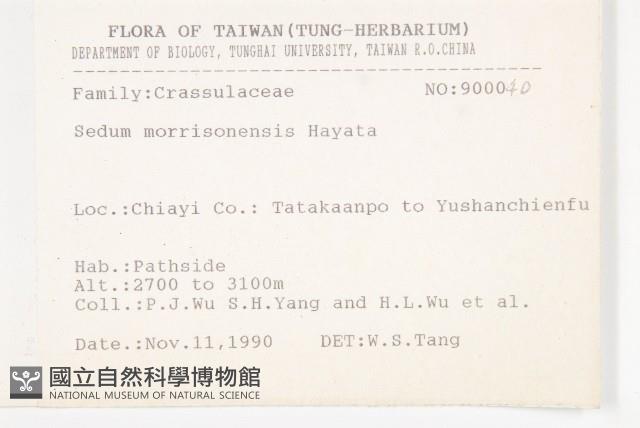 玉山佛甲草藏品圖，第2張