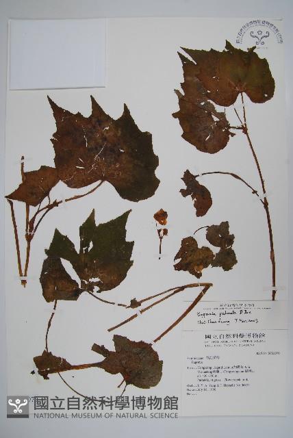 裂葉秋海棠藏品圖，第1張