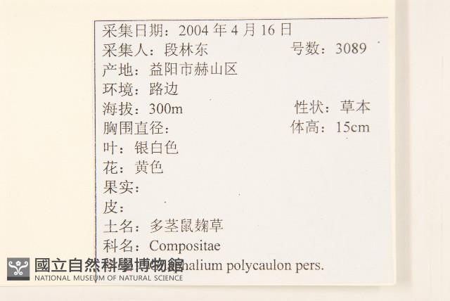 多莖鼠麴草藏品圖，第2張