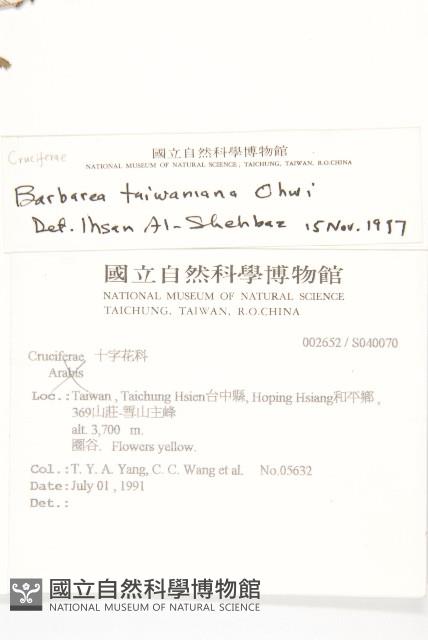 臺灣山芥菜藏品圖，第2張