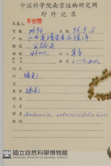 豬草、瘤果菊藏品圖，第2張