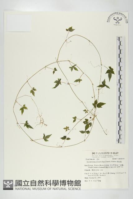 Accession Number:S054070 Collection Image, Figure 1, Total 2 Figures