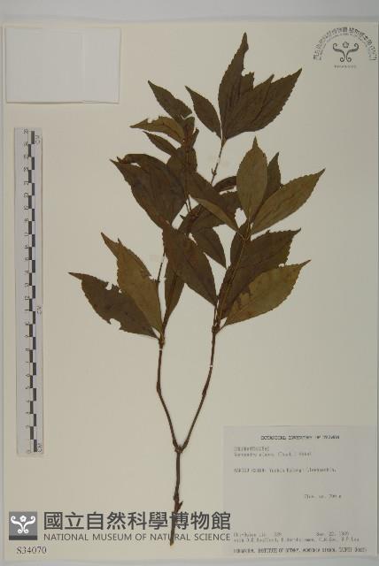 草珊瑚、紅果金粟蘭藏品圖，第1張