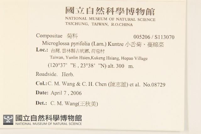 小舌菊、蔓綿菜藏品圖，第2張