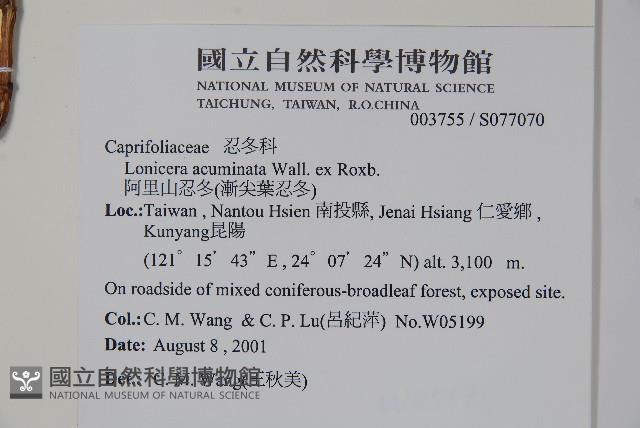 阿里山忍冬、漸尖葉忍冬藏品圖，第2張