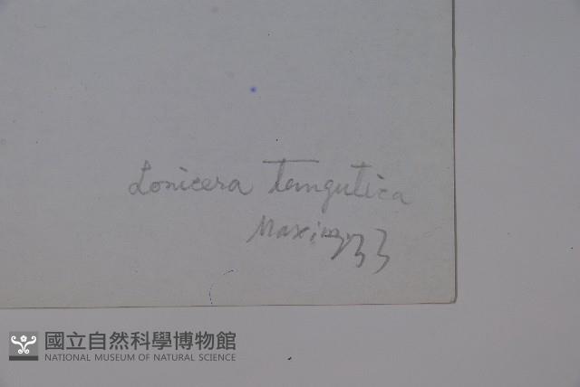 唐古特忍冬藏品圖，第2張