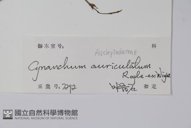 牛皮消藏品圖，第2張