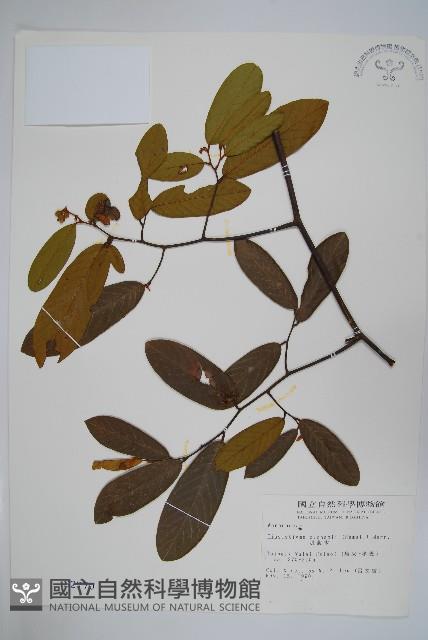 瓜馥木藏品圖，第1張