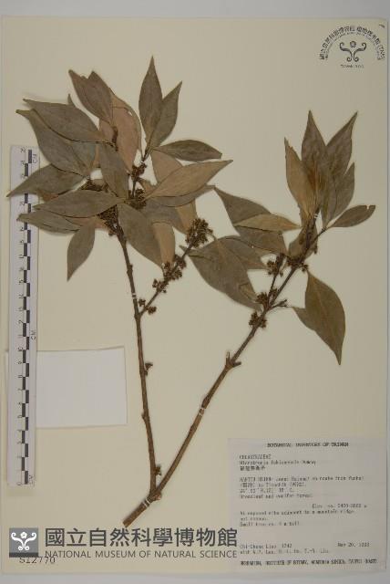 福建賽衛矛、福建假衛矛藏品圖，第1張