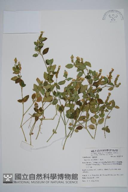 爵床藏品圖，第1張