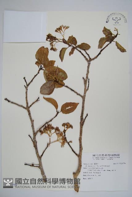 恆春厚殼樹藏品圖，第1張