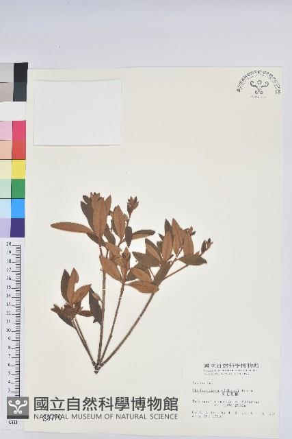 金毛杜鵑藏品圖，第1張