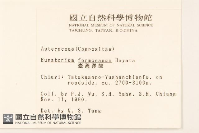 臺灣澤蘭藏品圖，第2張