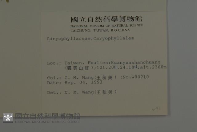 三脈種阜草藏品圖，第2張