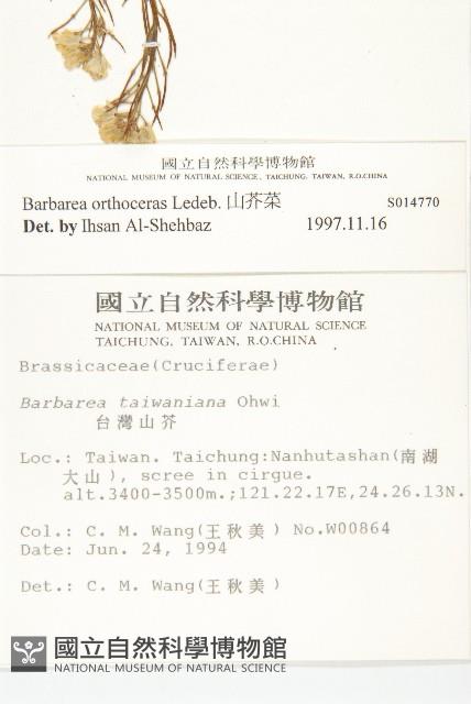 山芥菜藏品圖，第2張