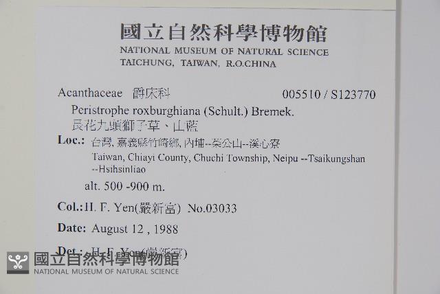 長花九頭獅子草、山藍藏品圖，第2張