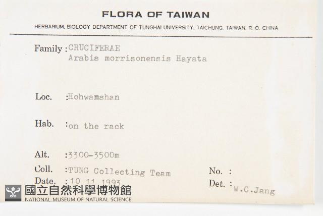 玉山筷子芥藏品圖，第2張