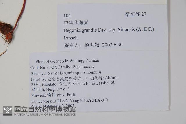 中華秋海棠藏品圖，第2張