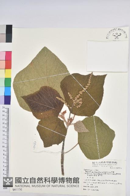 野桐藏品圖，第1張