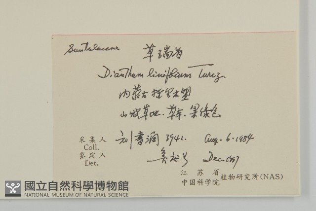 蔓茄、白英藏品圖，第2張