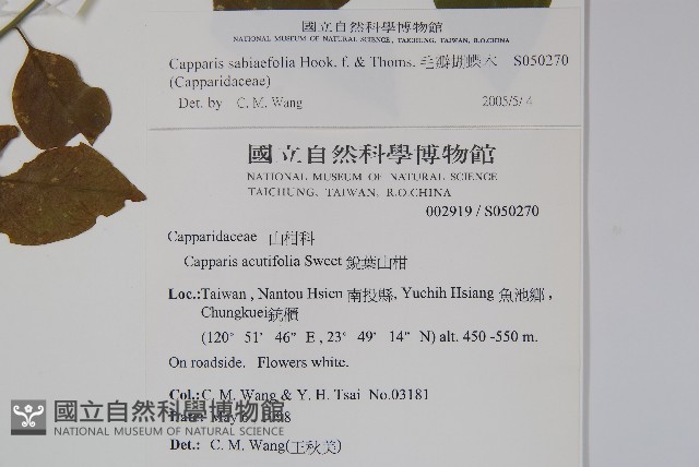 毛瓣蝴蝶木藏品圖，第2張