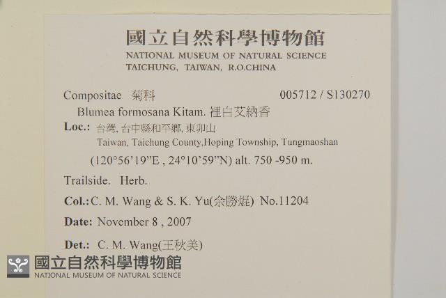 裡白艾納香藏品圖，第2張