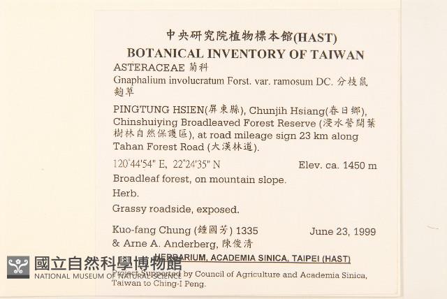 分枝鼠麴草藏品圖，第2張