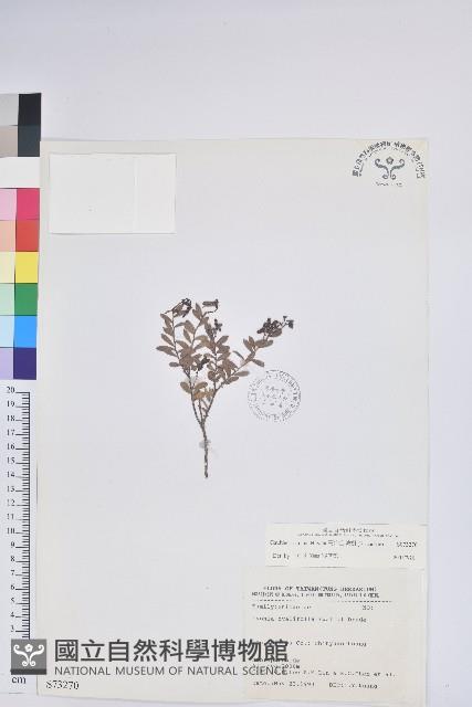 高山白珠樹藏品圖，第1張