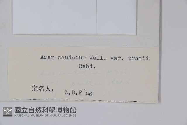 川滇長尾槭藏品圖，第2張