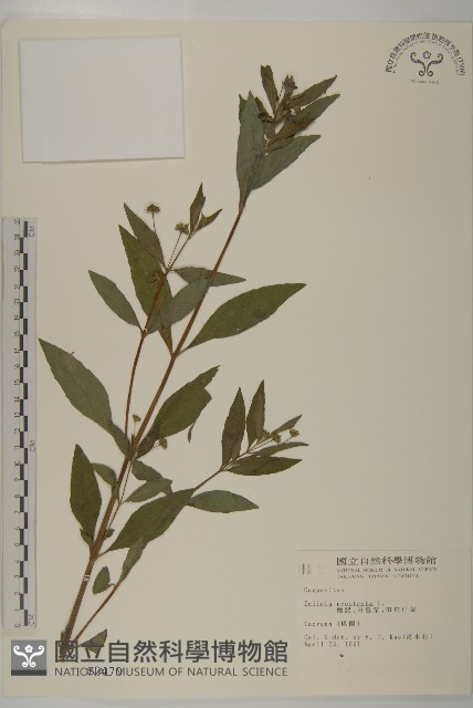 鱧腸藏品圖，第1張