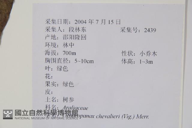 樹參藏品圖，第2張