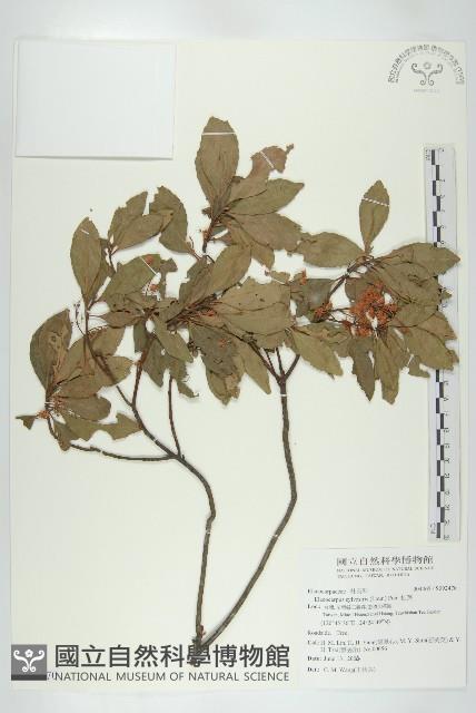 杜英、山杜英、蘭嶼杜英藏品圖，第1張