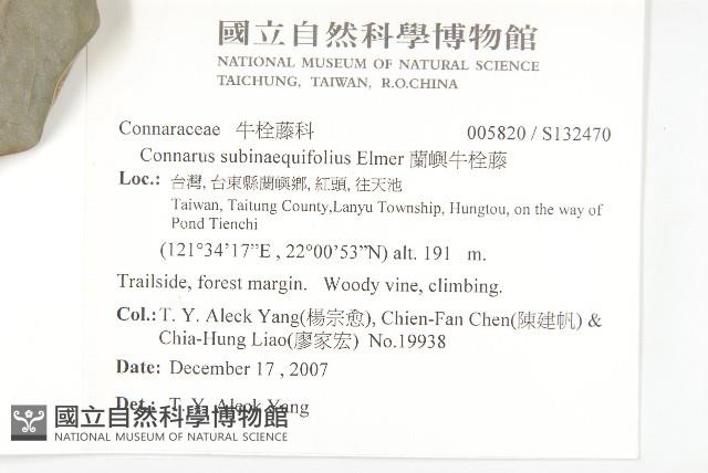 蘭嶼牛栓藤藏品圖，第2張