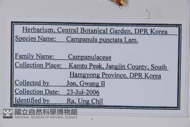 紫斑風鈴草藏品圖，第2張