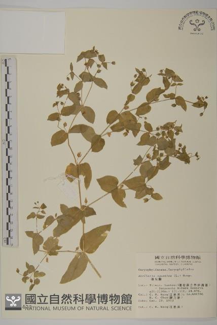 鵝兒腸藏品圖，第1張