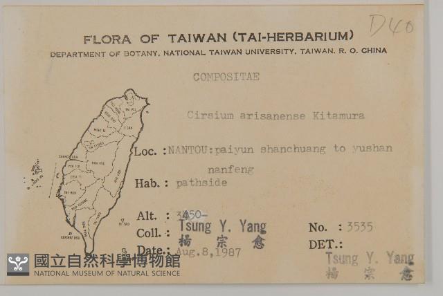 阿里山薊藏品圖，第2張