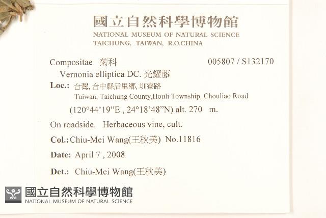 光耀藤藏品圖，第2張