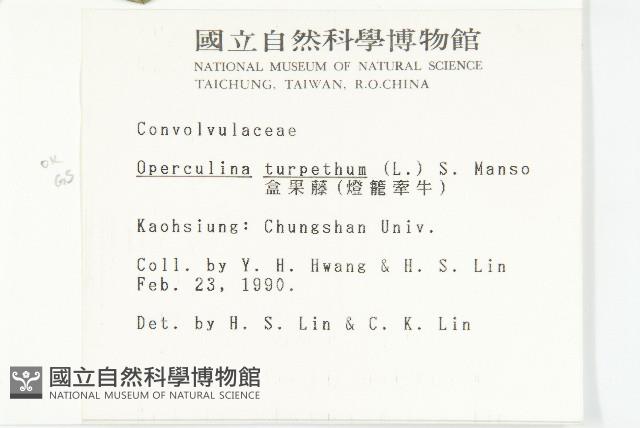 盒果藤藏品圖，第2張