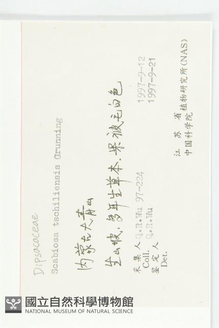 華北藍盆花藏品圖，第2張