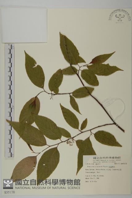 佩羅特木藏品圖，第1張