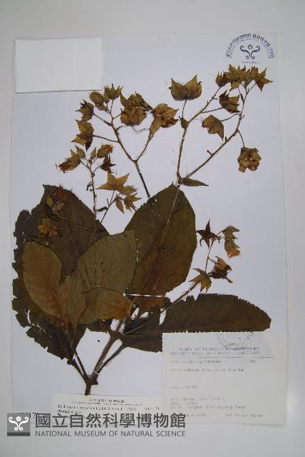 假酸漿藏品圖，第1張