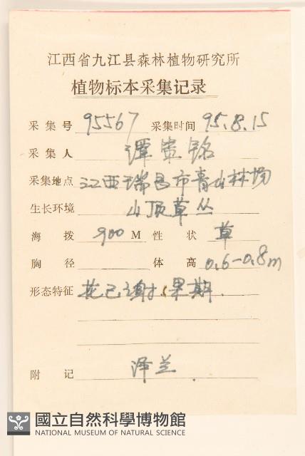 佩蘭、澤蘭藏品圖，第2張