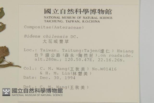 雙面刺藏品圖，第2張